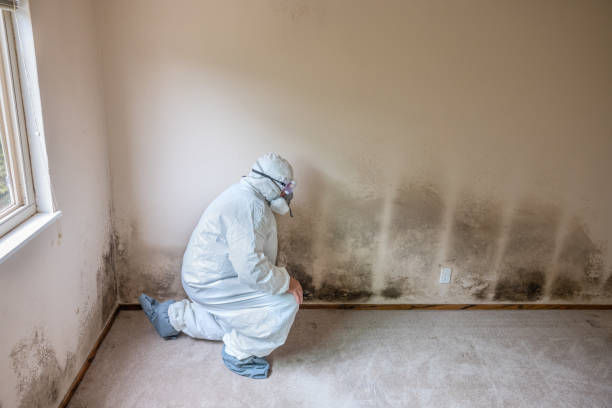 Best Mold Removal for HVAC Installations  in Cloverdale, CA