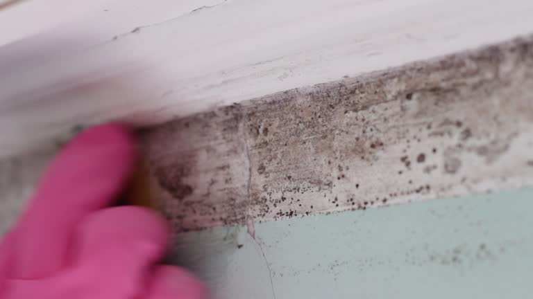 Best Mold-Related Health Consultation  in Cloverdale, CA